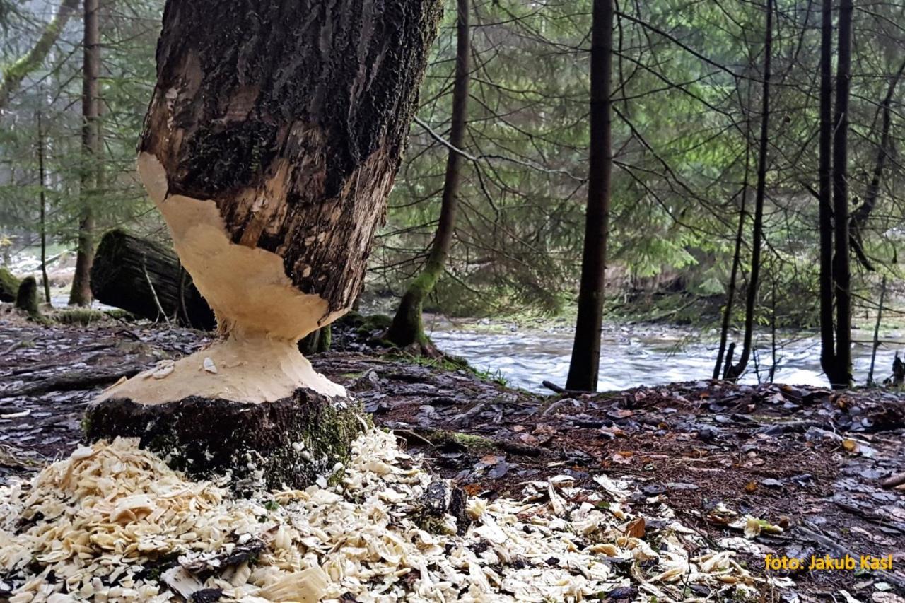 Pension Aspen Železná Ruda Buitenkant foto