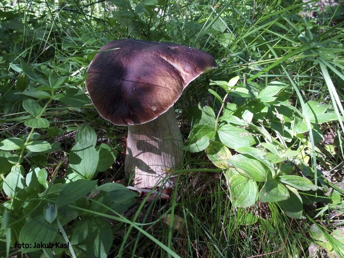 Pension Aspen Železná Ruda Buitenkant foto